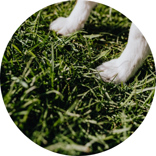 pet urine odor artificial grass